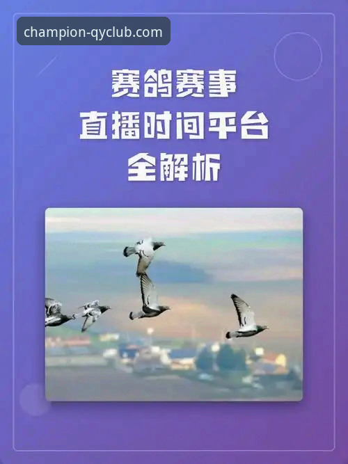 千亿球友会赛事直播使用教程：从下载安装到高阶观赛技巧全解析